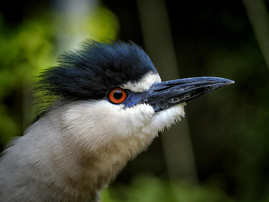 Black Crowned Night Heron Ruffles His Feathers Photograph by Bill Swartwout