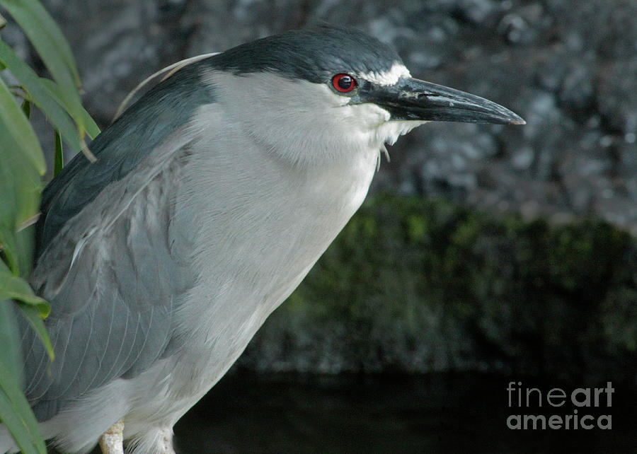 Black-crowned Night Heron-Signed-#0538 Photograph by J L Woody Wooden