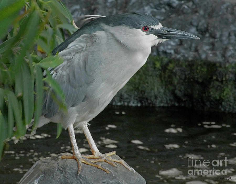 Black-crowned Night Heron-Signed-#0547 Photograph by J L Woody Wooden