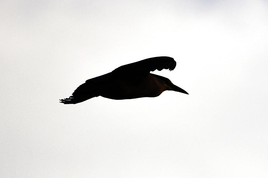 Black-crowned Night Heron Silhouette Photograph by Ken Stampfer