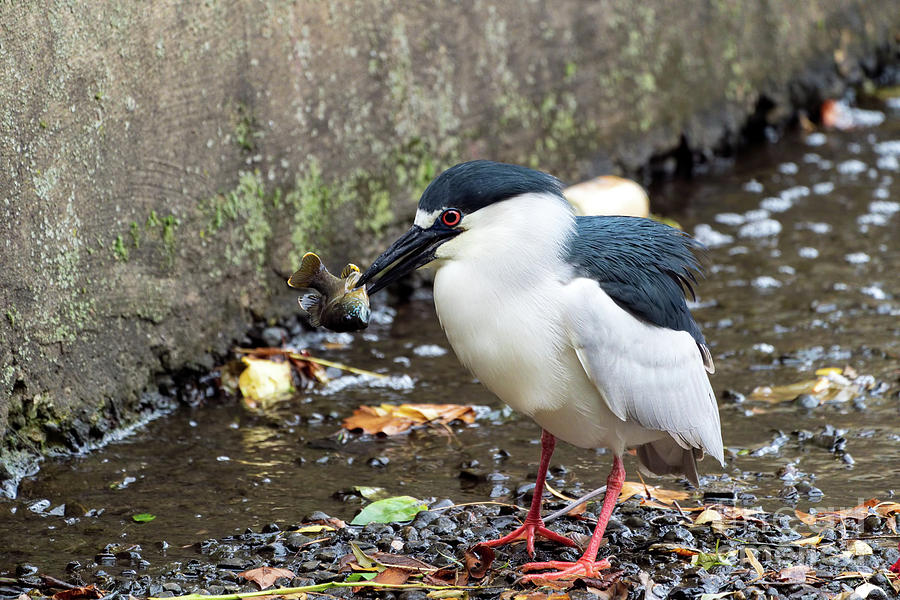 Black crowned night heron stuffing his face. Photograph by Sam Rino
