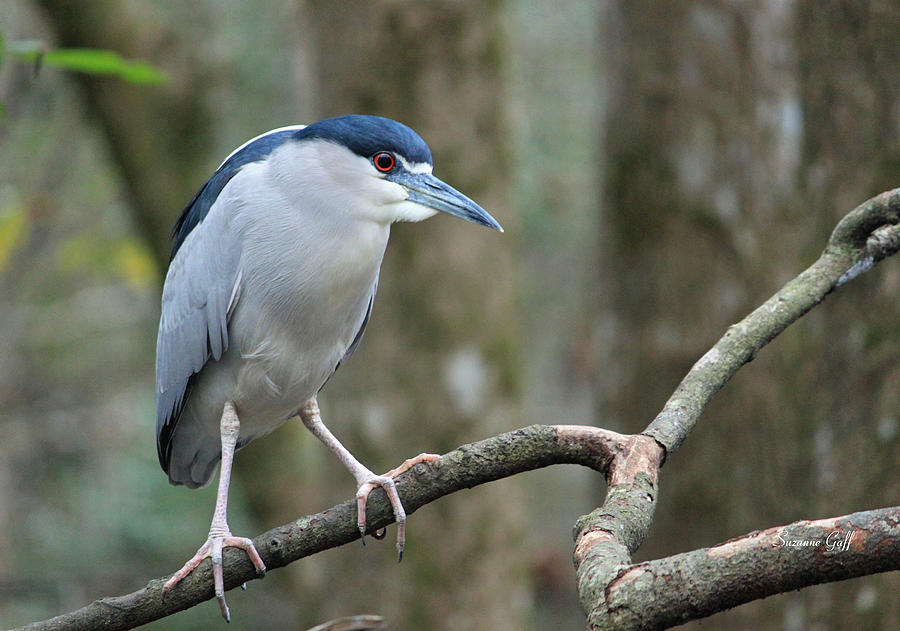 Heron Photograph - Black Crowned Night Heron by Suzanne Gaff