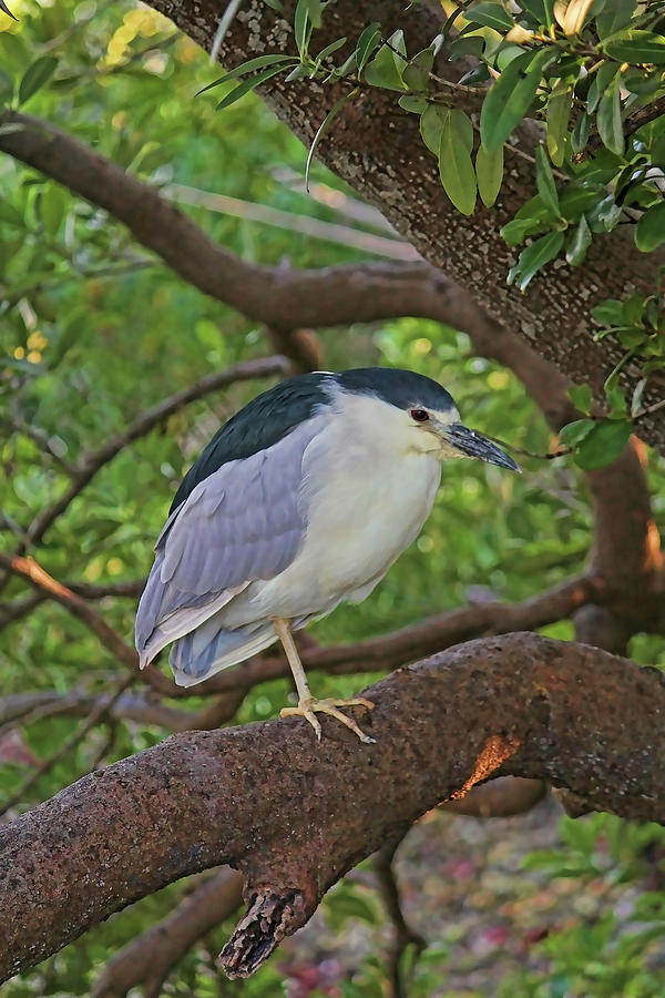 Black-crowned Night Heron Vertical Photograph by HH Photography of Florida