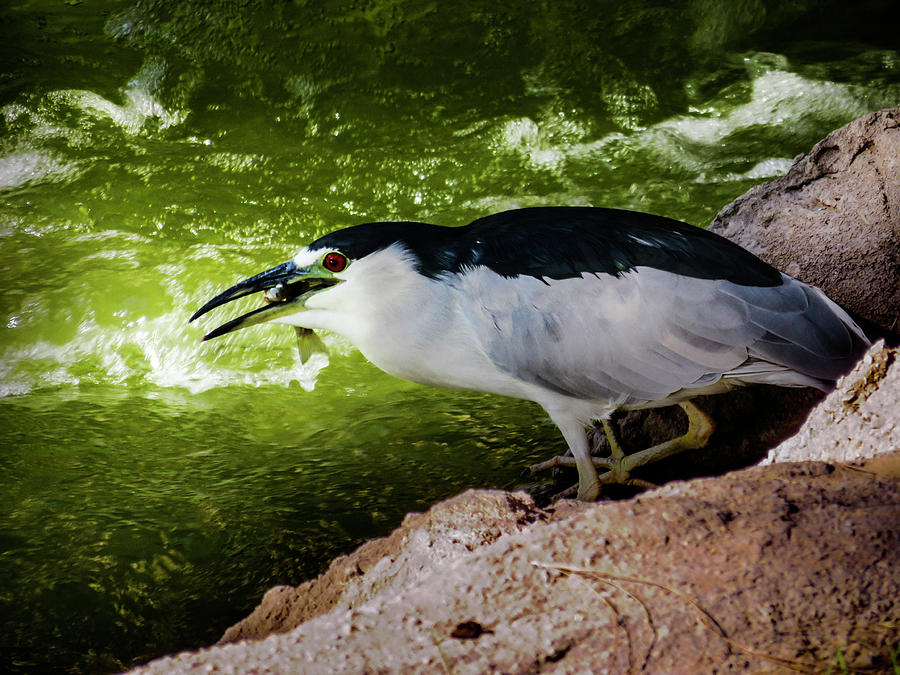 Black-crowned Night Heron with Fish Photograph by Scrolling Stone