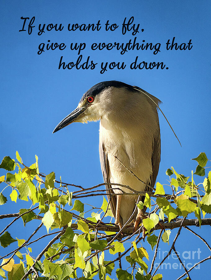 Black-crowned Night Heron with text Photograph by Priscilla Burgers