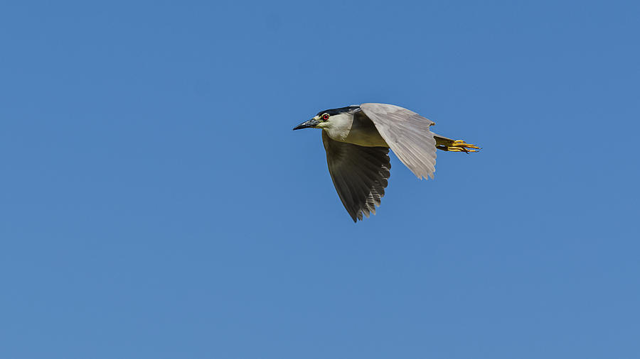 Black-Crowned Night Heron Photograph by Yeates Photography