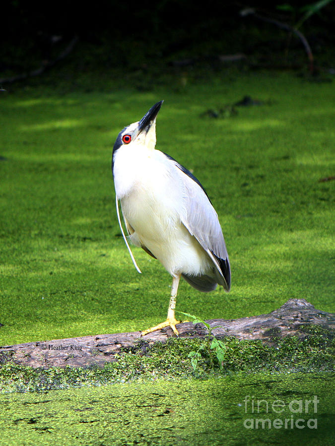 Black crowned night heron yoga pose Photograph by Heather King