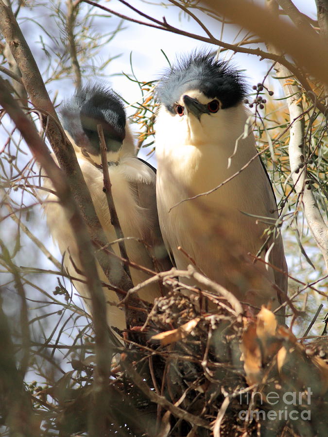 Black Crowned Night Herons Nesting Photograph by Wingsdomain Art and Photography