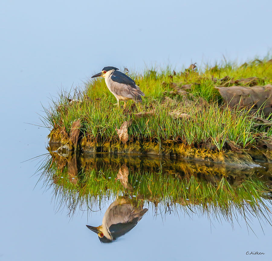 Black Crowned Reflection Photograph by Charles Aitken