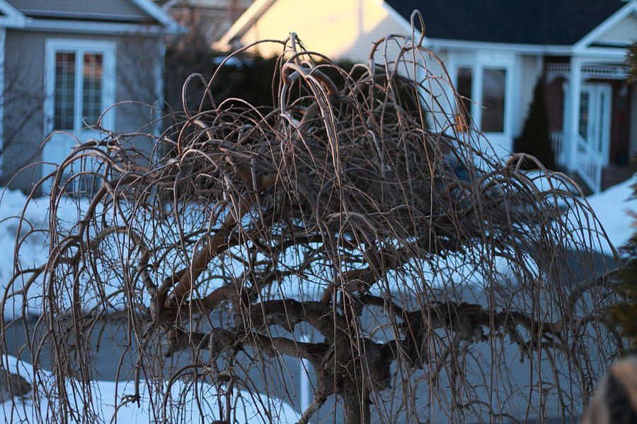 Black Current Tree in Winter Photograph by Tommy Pellerin - Pixels