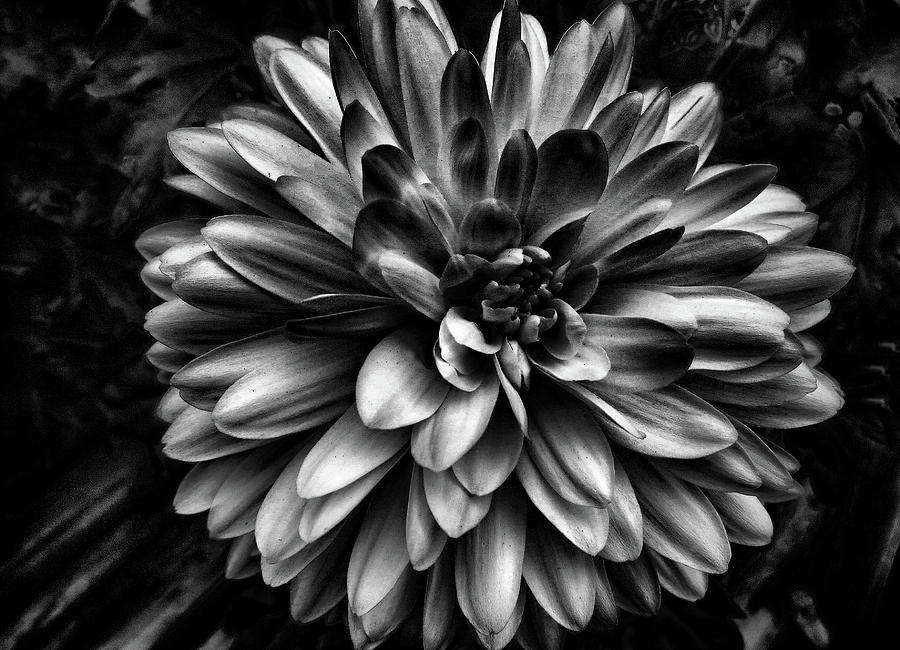 Nature Photograph - Black Dahlia Flower by Phyllis Taylor
