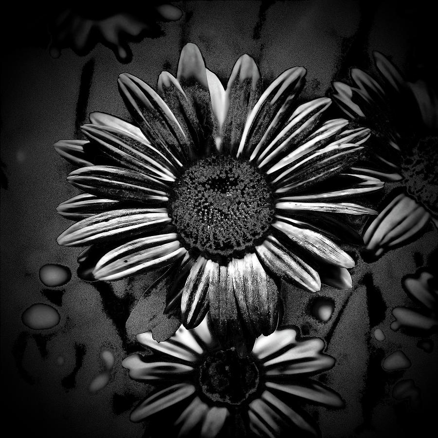 Daisy Photograph - Black Daisy by Phyllis Taylor