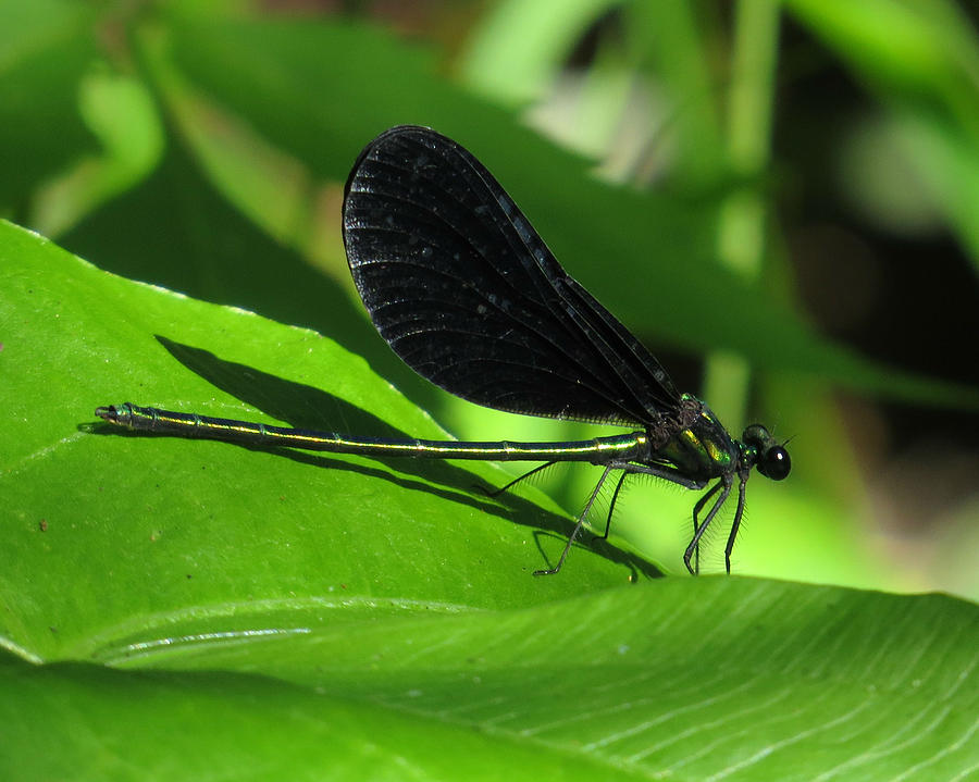 Black Damselfly Photograph by Norman Vedder - Pixels