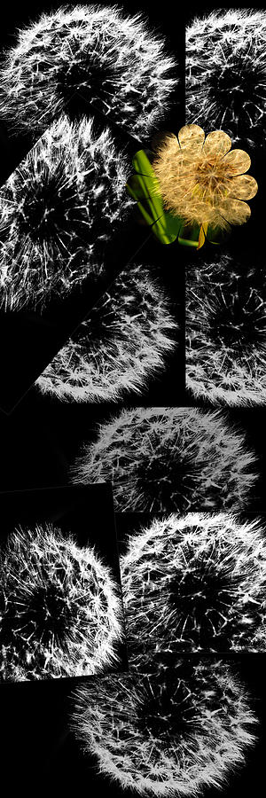 Black Dandelion Collage Photograph