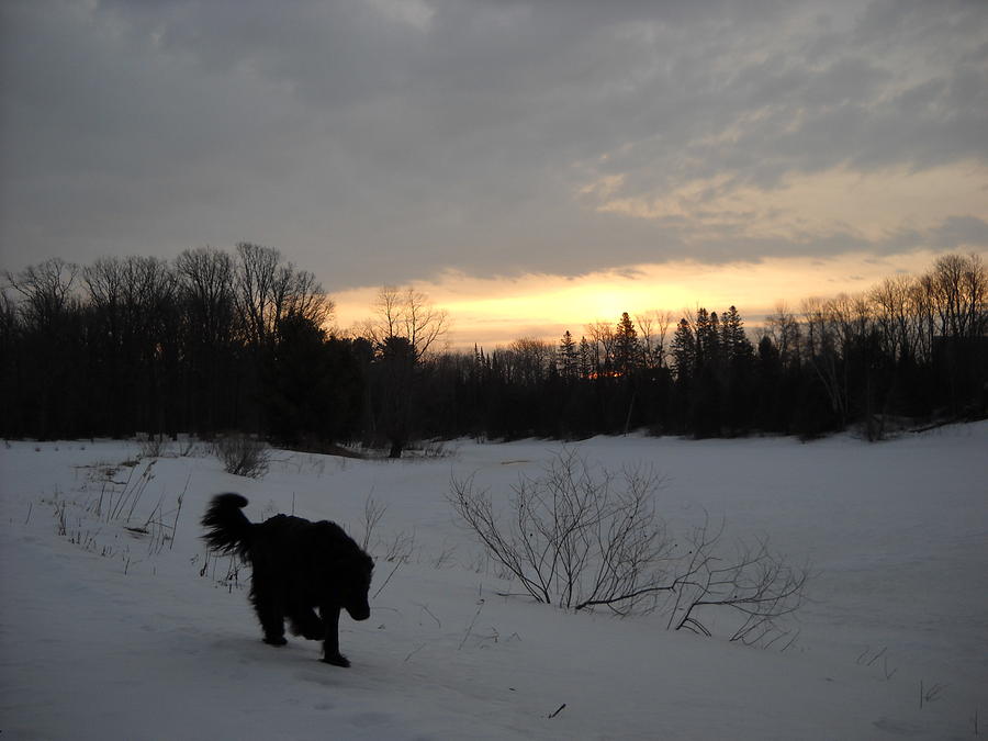 Black Dog Exploring Snow at Dawn Photograph by Kent Lorentzen