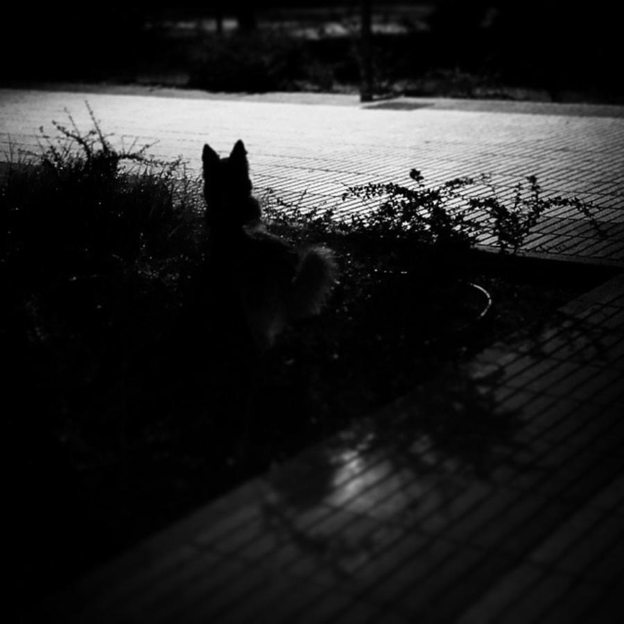 Dog Photograph - Black Dog 
#dog #animal #pet #portrait by Rafa Rivas