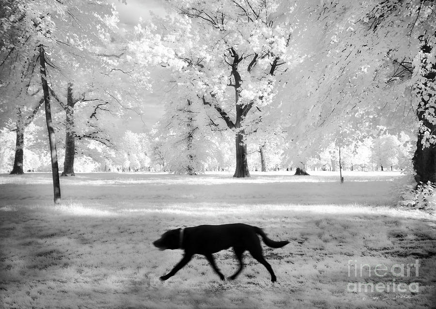 Black Dog of Hyde Park Photograph by Craig J Satterlee