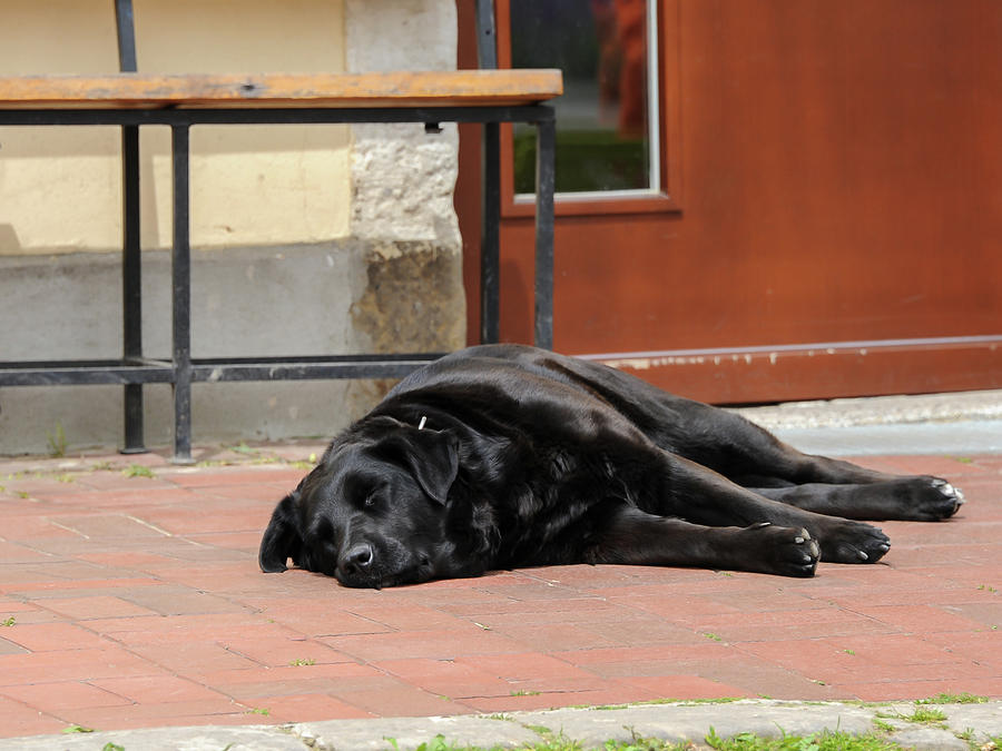 Dog sleeps in 2024 front of door