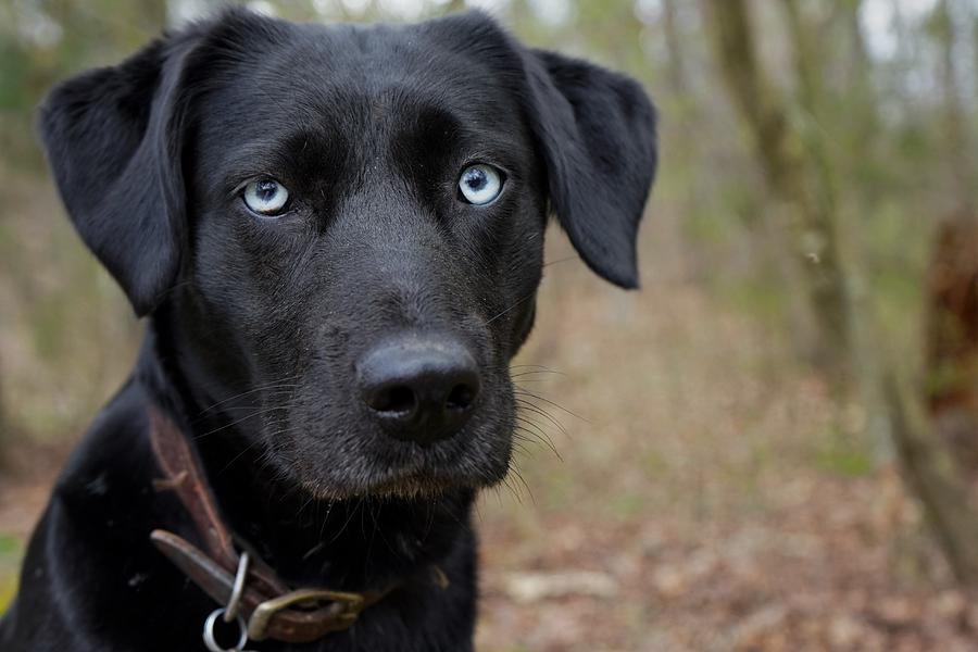 black dog with blue eyes lab husky mix amy patterson