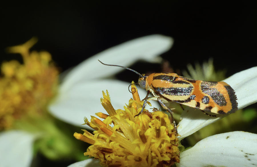 Black-dotted Spragueia Moth Photograph by Larah McElroy