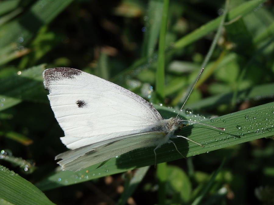 Black Dotted White Moth By Dac Photograph By Damien Crowe