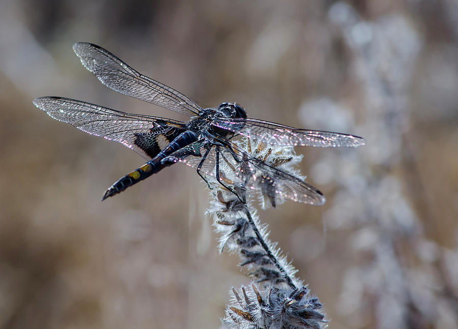 Black Dragonfly 2 Photograph by Rick Mosher