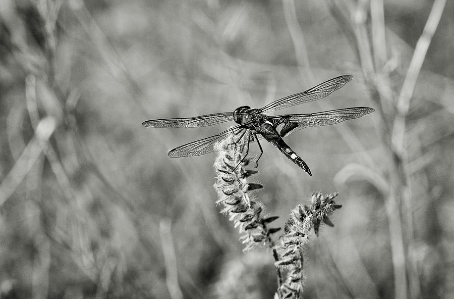 Black Dragonfly BW Photograph by Rick Mosher
