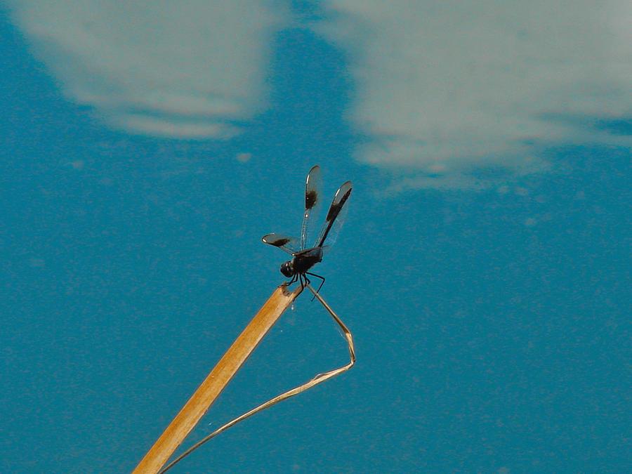 Black Dragonfly Photograph by Carl Moore