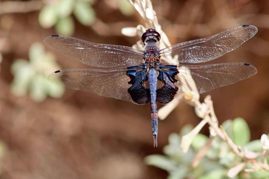 Insects Photograph - Black Dragonfly Now Available For Sale by Amber Photography
