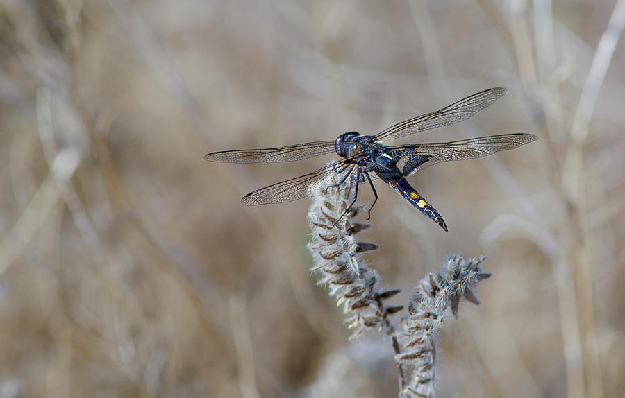 Black Dragonfly Photograph by Rick Mosher
