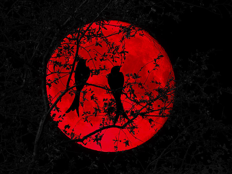 Tree Photograph - Black Drangos Under Blood Moon by C H Apperson