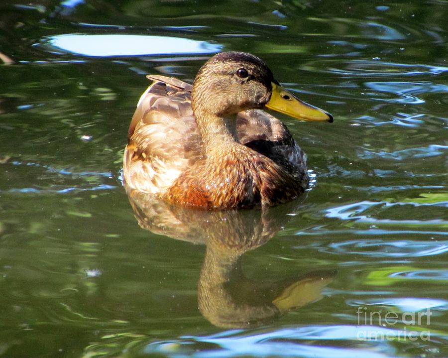 Waterfowl Photograph - Black Duck by James Seitzinger
