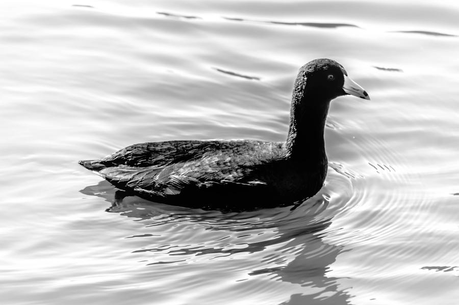 Black Duck Photograph by Leticia Latocki
