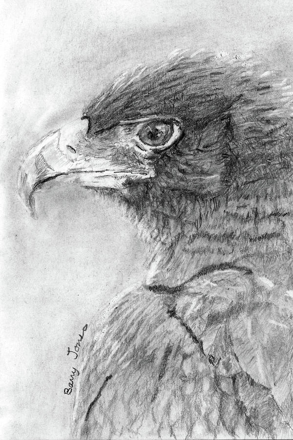Black Eagle Drawing by Barry Jones