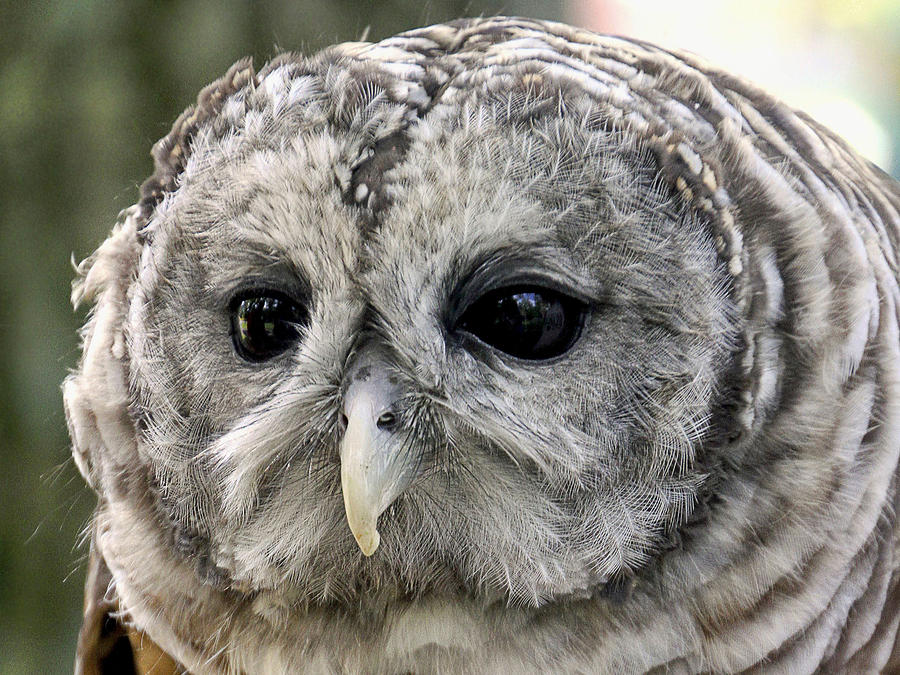 Black Eye Owl Photograph by Bob Slitzan