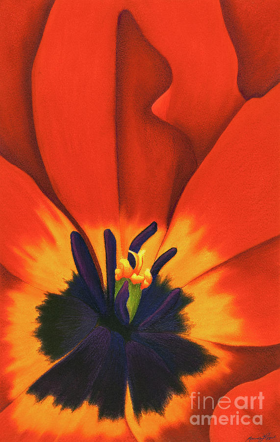 Tulip Painting - Black-Eyed Scarlet by Marcia J Popp