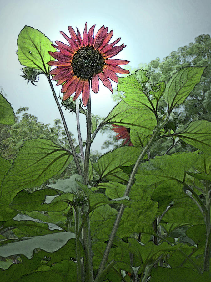 Black-Eyed Sunflower Photograph by Margie Avellino