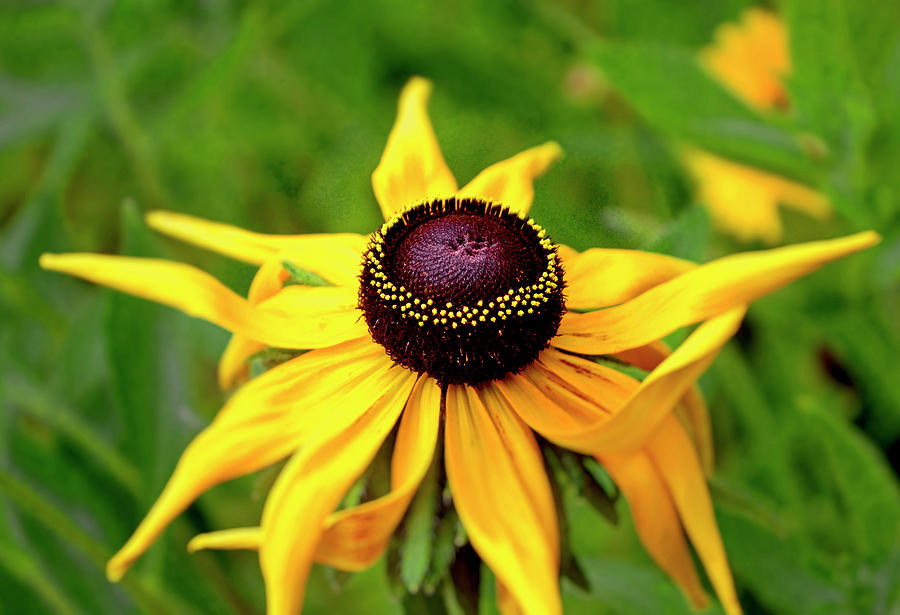 Black Eyed Susan 010 Photograph by George Bostian
