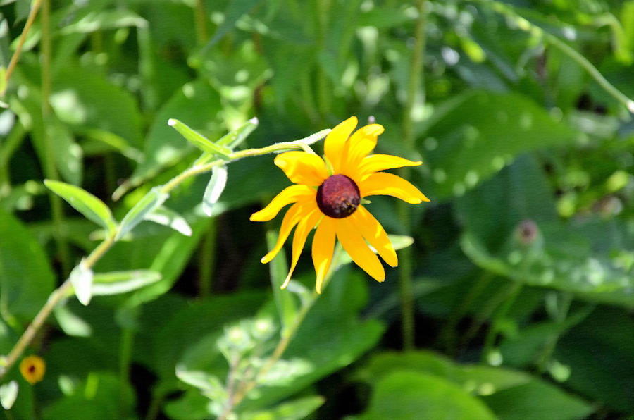 Black Eyed Susan 5 Painting by Jeelan Clark - Fine Art America