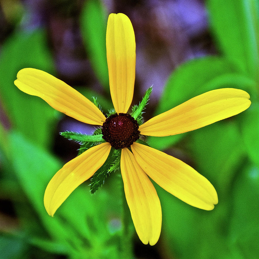 Black-eyed Susan along White Pine Trail in Kent County, Michigan Photograph by Ruth Hager