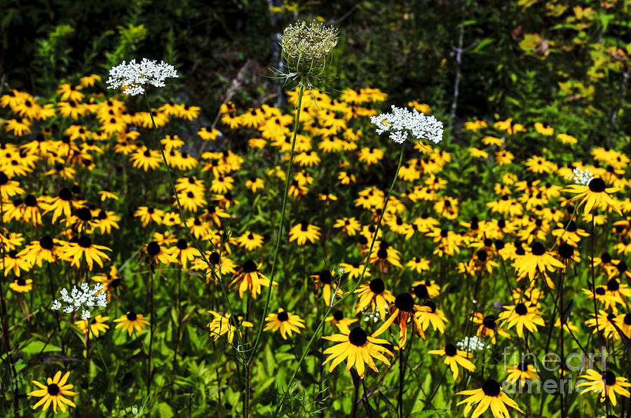 Black-eyed Susan and Lace Photograph by Thomas R Fletcher