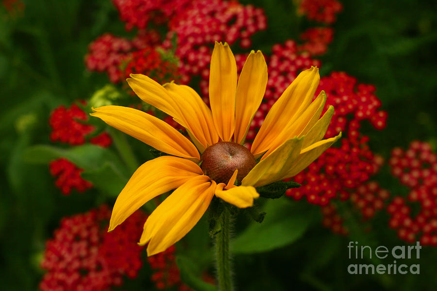 Black-eyed Susan and Yarrow Photograph by Steve Augustin