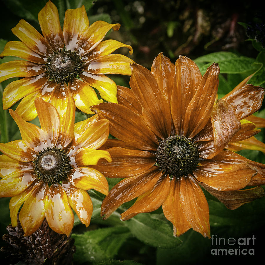 Black Eyed Susan Photograph by Barry Weiss