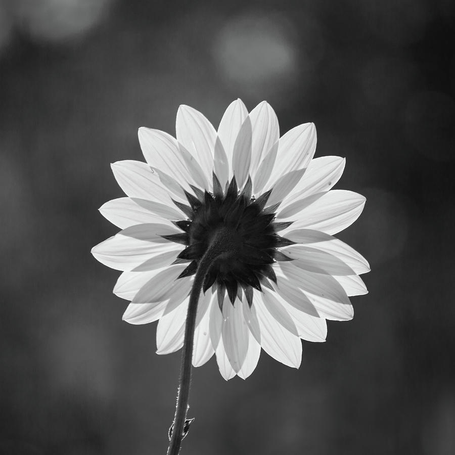 Black-eyed Susan - Black And White Photograph by Stephen Holst