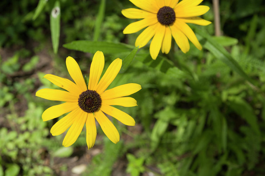 Black eyed Susan Blooms Photograph by Bob Corson | Fine Art America