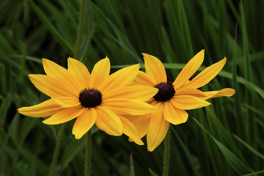 Black-eyed Susan Blossoms Photograph by David Lunde