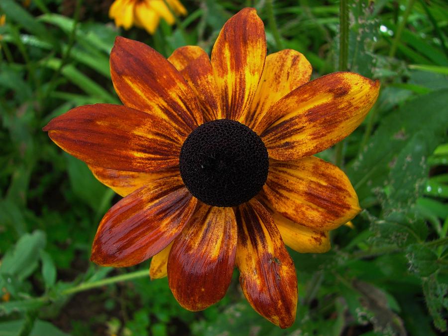 Nature Photograph - Black Eyed Susan by Carl Moore
