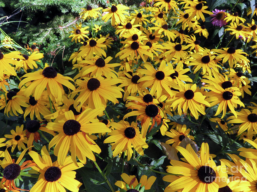 Black Eyed Susan Photograph by Cindy Murphy - NightVisions