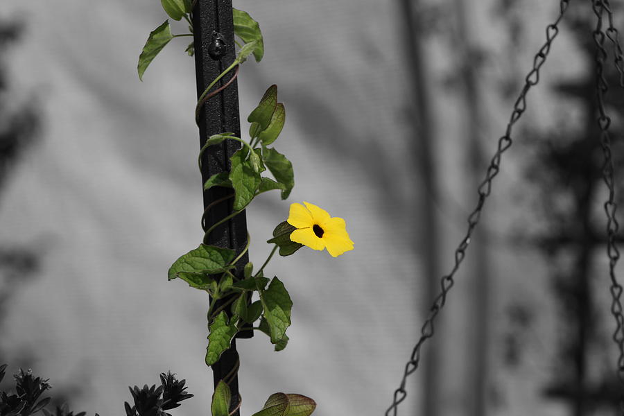 Black Eyed Susan Photograph by Colleen Cornelius