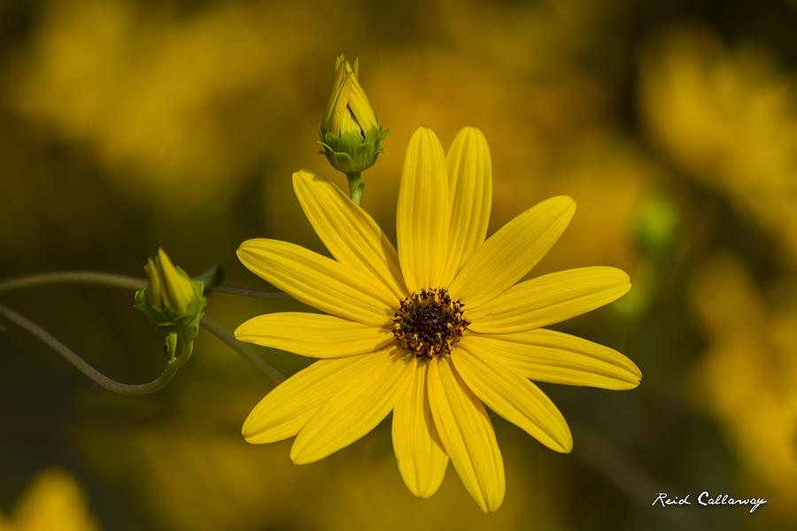 Almost Perfect Black-Eyed Susan Flower Photograph by Reid Callaway